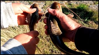 PESCA DE ARROYO - PESCANDO BAGRES EN EL ARROYO