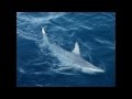 World first hybrid shark