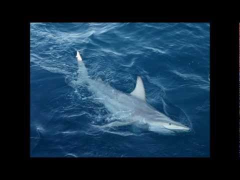 Video: Ang World-first Hybrid Shark Na Natagpuan Sa Australya