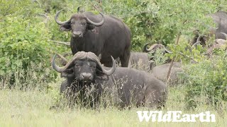 WildEarth - Sunset Safari - 09 December 2023