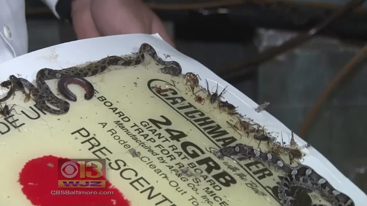 Annapolis Couple Suing After Snake Infestation