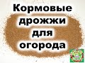 Кормовые дрожжи с витаминами группы В. Супер подкормка для рассады. Как и когда использовать?