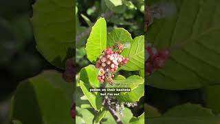 Lemonade Berries and Bees #nature #plants
