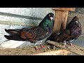 Николаевские голуби. Pigeons.