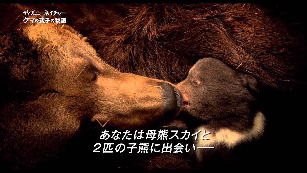 ディズニーネイチャー クマの親子の物語 予告編 Youtube