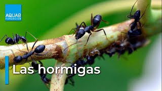 Hormiga carpintera: características, hábitat, alimentación y reproducción