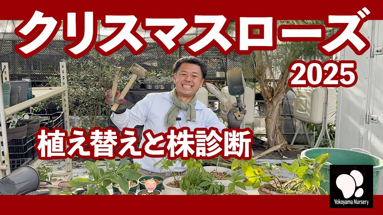 クリスマスローズ 植え替えと株診断　◆横山園芸 公式◆【2025】