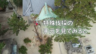 【特殊伐採】厳島神社 ヒノキの「御神木」を特殊伐採！目線でみると・・・　 山口県防府市
