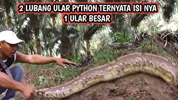 TAK DISANGKA BONGKAR 2 LUBANG ULAR PYTHON TERNYATA MUNCULNYA MONSTER ULAR TANAH  SAAT DI EVAKUASI.!