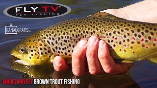 FLY TV  Magic Mayfly Brown Trout Fishing