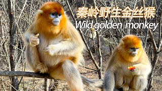 VR contact with wild golden monkeys秦岭野生金丝猴