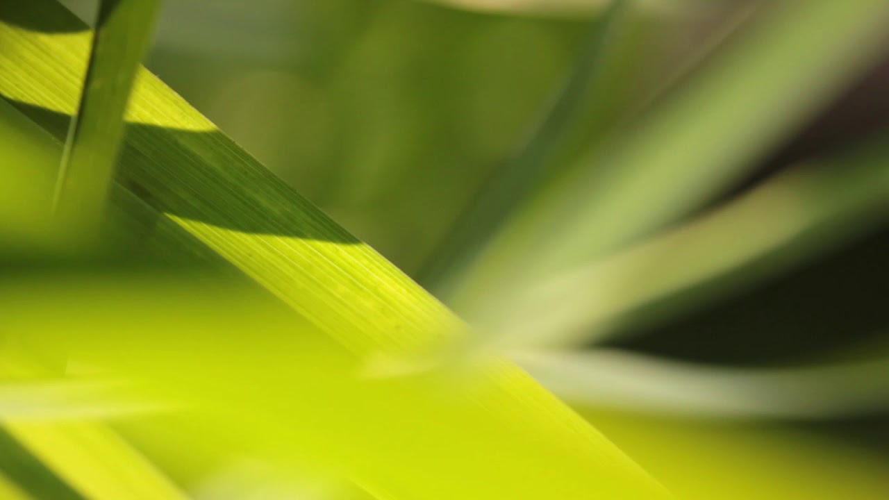 Tobias. "The Scheme Of Things" (Official Video)