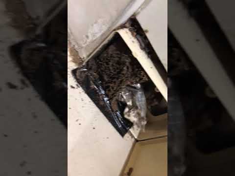 Checking a termite bait station