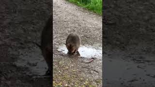 Biber spaziert am Waldrand entlang