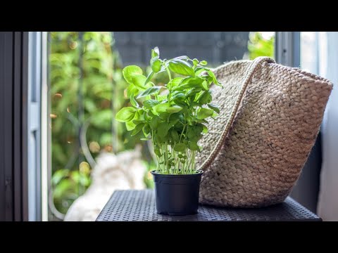 Video: ¿Morirá Basil durante el invierno? - Qué hacer con Basil al final de la temporada