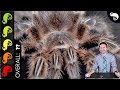 Rose Hair Tarantula, The Best Pet Spider?