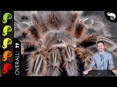 Video: Tarantulas: Kan disse store, hårete edderkopper faktisk være gode kæledyr?
