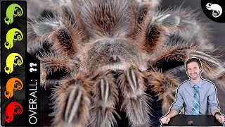 Rose Hair Tarantula, The Best Pet Spider?