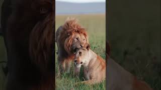 Love story @CrisSunLife  #love #lion  #nature #animals