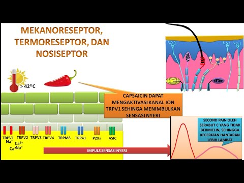 Video 63. Mekanoreseptor, termoreseptor, dan nosiseptor