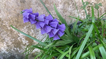 ABC TV | How To Make Paper Flower With Crepe Paper #12 - Craft Tutorial