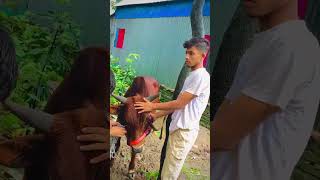 Download Lagu Miss you hamba #tiktok #viralshorts #foryou #viralvideo MP3