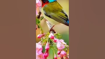 سوره غافر بصوت ياسر الدوسري اكتب شي تؤجر عليه #قران_كريم #قرآن #ياسر_الدوسري #سوره_غافر #راحة