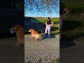 Golden Retriever Crashes the World Cup! 🐾⚽️