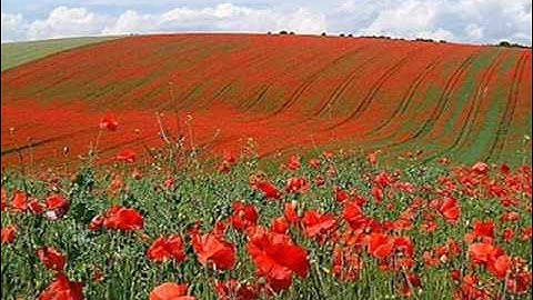 In Flanders Fields by John McCrae (May 1915)