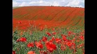 In Flanders Fields by John McCrae (May 1915)