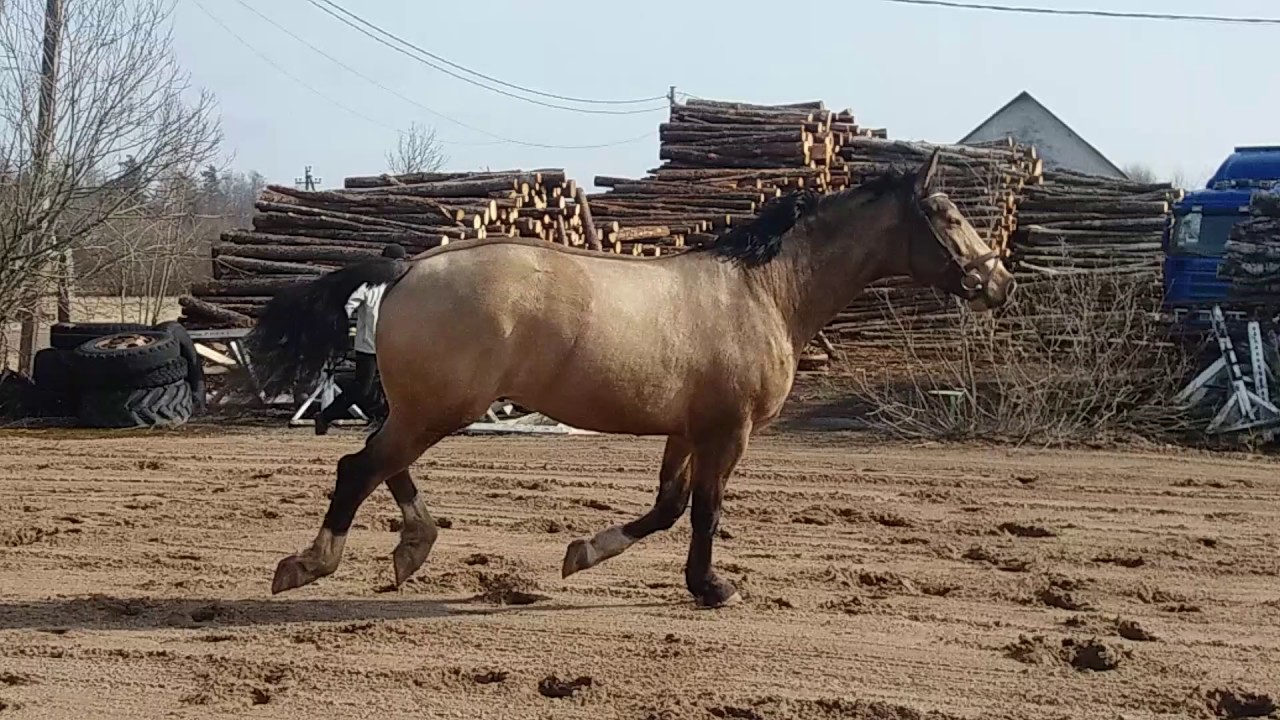 Aadolf tori horse Pärivere Tall YouTube