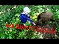 Как зимует кабан )))  How the wild boar winters )))