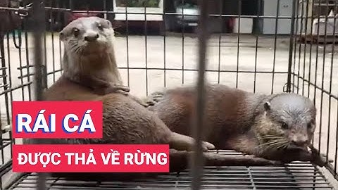 7 con rái cá là vật chứng trong vụ án được thả về rừng