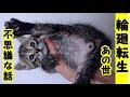 あの世 輪廻転生・猫は飼い主を慕い、飼い主の元に生まれ変わろうとする意識が強い(子猫缶 威嚇 ネズミ 動画 風呂 鳴き声 可愛い 喧嘩 面白 怒 里親)招き猫ちゃんねる