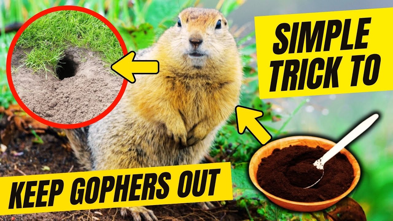 How to Keep Gophers Out of Your Yard and Garden 🐹 (Without Hurting Them ...