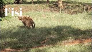 Kufichua Fisi: Kufunua Siri ya Njia Yao ya Kipekee ya Maisha