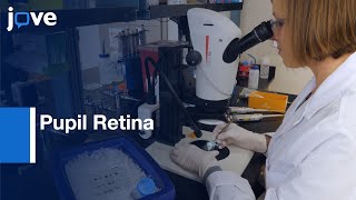 IHC, Western Analysis, and RNA Isolation of Pupil Retina | Protocol Preview