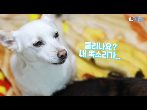 [tbs/시방 동영상] 울릉도 유기 실혐견... 그 뒷이야기