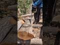 Esta es la mejor forma de aprender a aserrar madera con motosierra 💪🔥 #chainsaw #sthil #asmr #madera