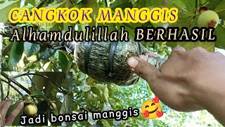 CARA MENCANGKOK POHON MANGGIS || CANGKOK MANGGIS AGAR CEPAT BERBUAH | MANGGIS TABULAMPOT