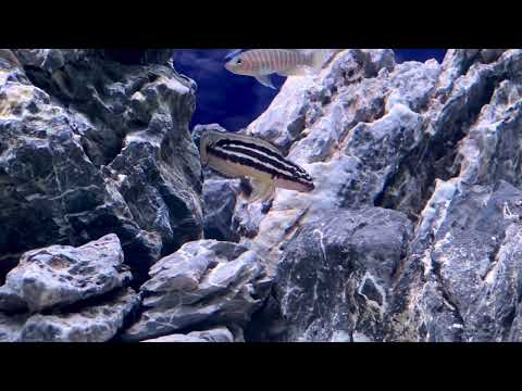 Julidochromis Ornatus “Yellow Zaire”