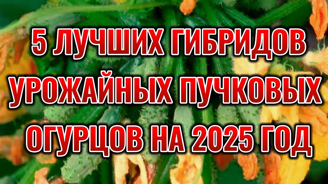 5 ЛУЧШИХ гибридов ПУЧКОВЫХ огурцов на 2025 год