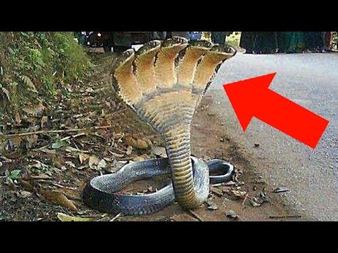 10 Самых Необычных Животных, в Существование Которых Сложно Поверить