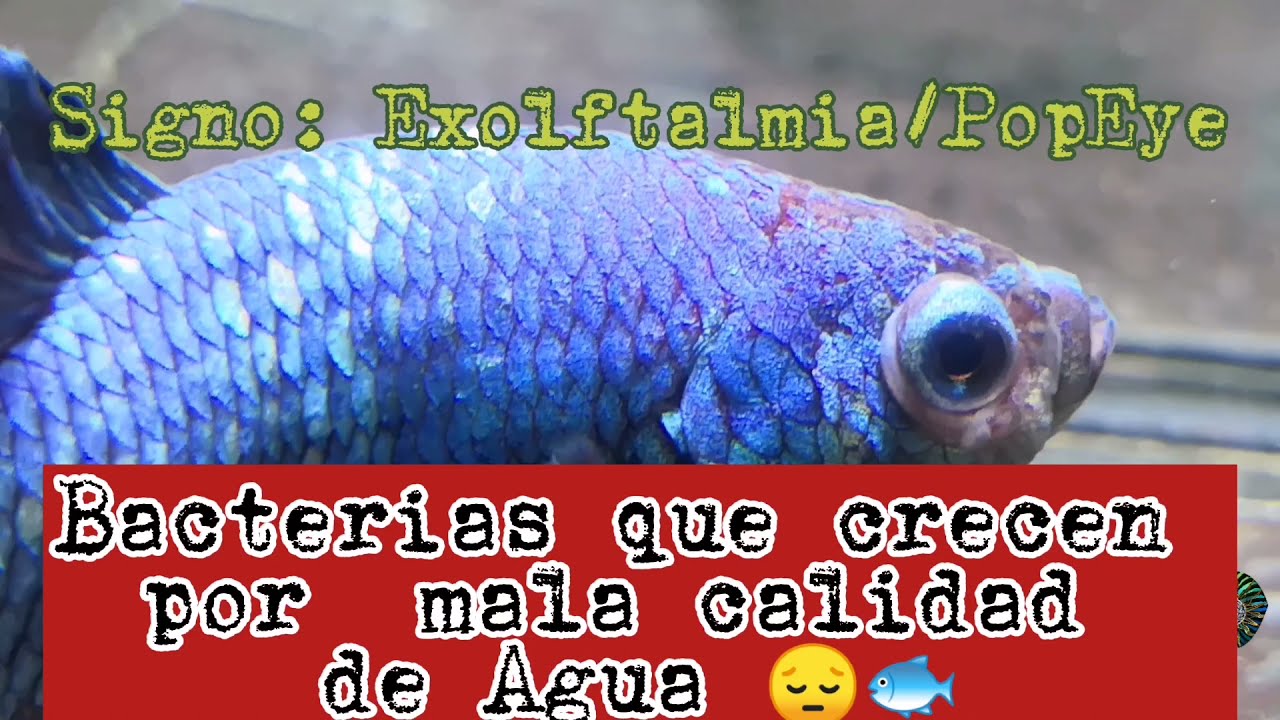 Enfermedades en el pez Betta 