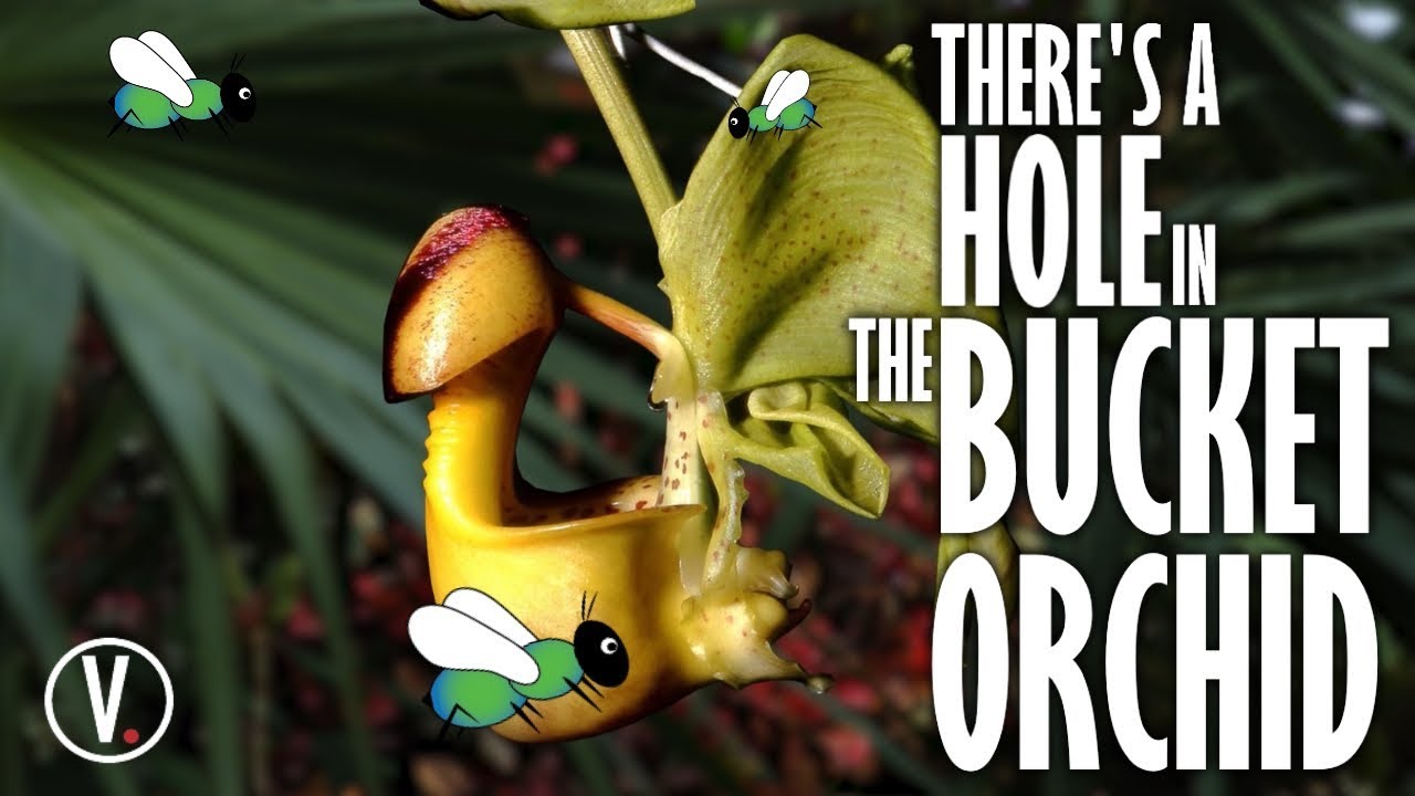 darwin thompson rotoworld There's A Hole In The Bucket Orchid