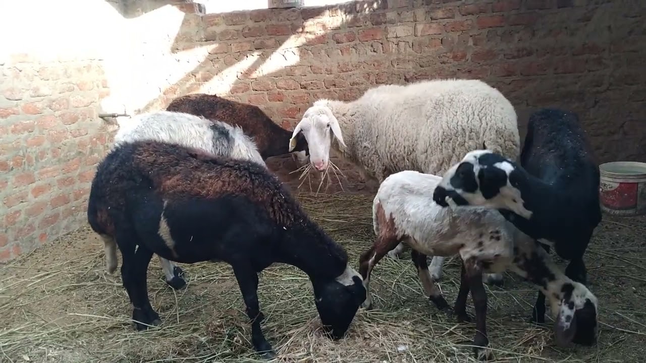 تابعو الرد علي اسئلة المربين