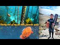 Epic Spearfishing for Galjoen and Red Roman at One of My Favorite Spots