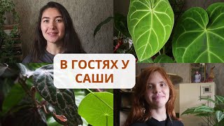 ОБЗОР коллекции РАСТЕНИЙ / ПЕРЦЫ, каудексные, БЕГОНИИ, редкие ароидные и МАРАНТОВЫЕ