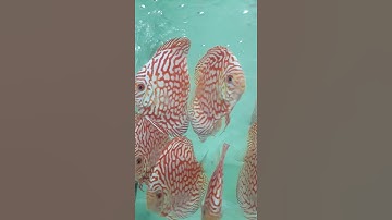 Cá dĩa bồ câu hạt lựu