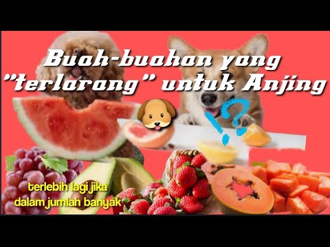 Video: Apakah anggur baik untuk anjing?